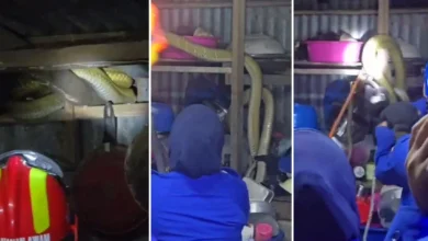 King Cobra 20kg tewas
