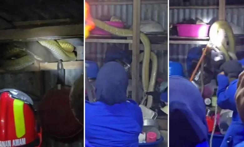 King Cobra 20kg tewas