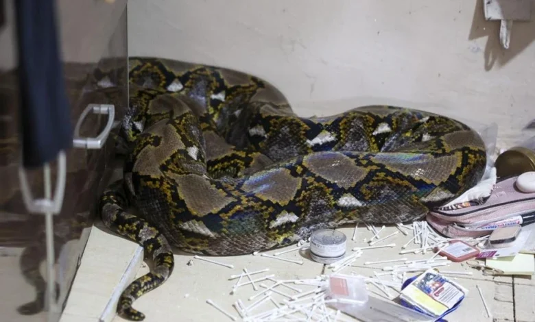 Ular sawa 80kg jatuh dari siling bilik