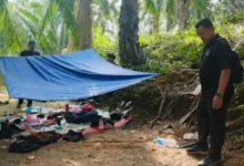 Serbuan dalam ladang kelapa sawit: Polis tahan 4 lelaki, rampas dadah RM14,700