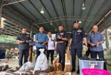 Kayu gaharu, peralatan bernilai RM106 juta disita