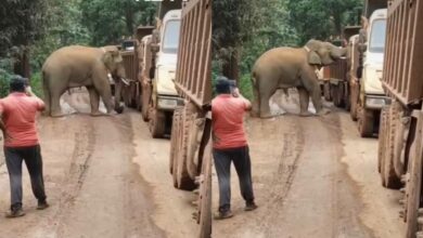 ‘Ada makanan boleh lalu’, gajah kutip ‘tol’