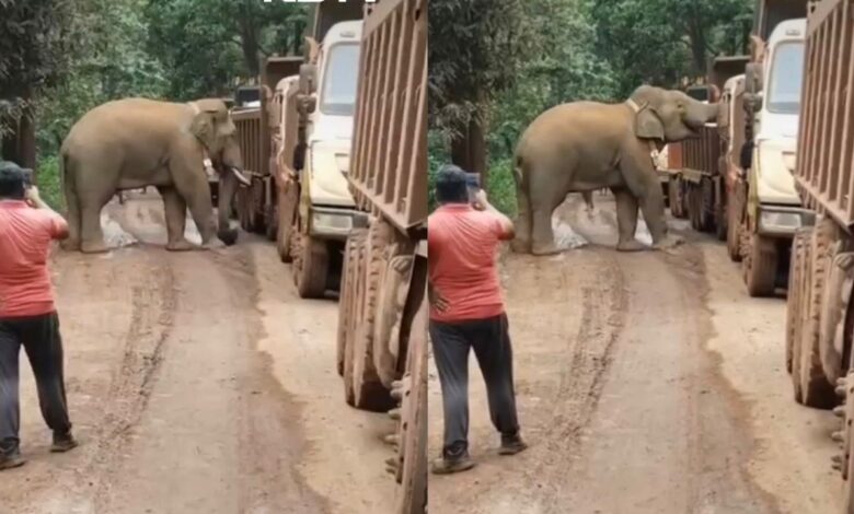 ‘Ada makanan boleh lalu’, gajah kutip ‘tol’