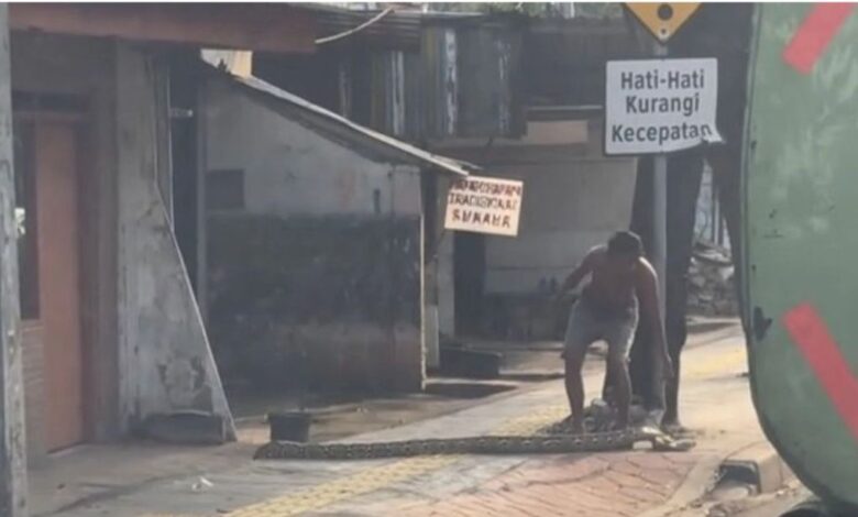 Lelaki sengaja rentang ular sawa di kaki lima
