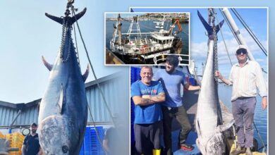 Nelayan ‘jerat’ tuna sirip biru gergasi