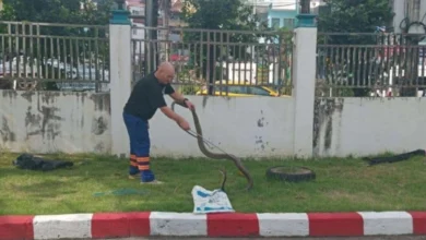 Gagal tangkap king cobra, pengawal keselamatan ‘terduduk’ kena patuk