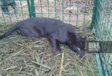 Harimau kumbang masuk perangkap di Sungai Siput