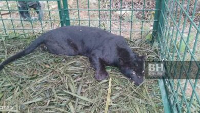 Harimau kumbang masuk perangkap di Sungai Siput