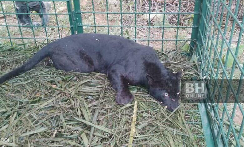 Harimau kumbang masuk perangkap di Sungai Siput