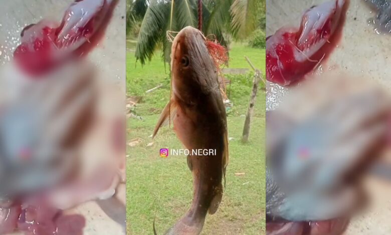 Belah perut ikan jumpa tangan