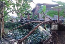 Rumah warga emas rosak teruk dihempap pokok