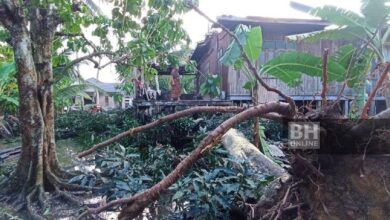 Rumah warga emas rosak teruk dihempap pokok