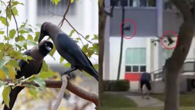 Gagak balas dendam serang penduduk
