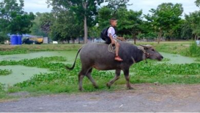 Murid tunggang kerbau ke sekolah