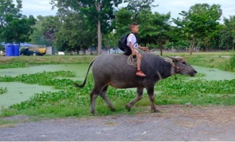 Murid tunggang kerbau ke sekolah
