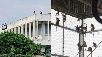 Ratusan monyet terlepas, serbu balai polis