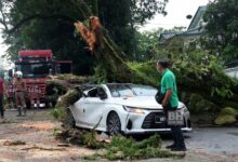 Bomba terima 16 panggilan pokok tumbang sekitar ibu kota