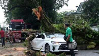 Bomba terima 16 panggilan pokok tumbang sekitar ibu kota
