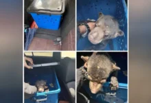 Lelaki ditahan, beruang matahari ditemui dalam kereta