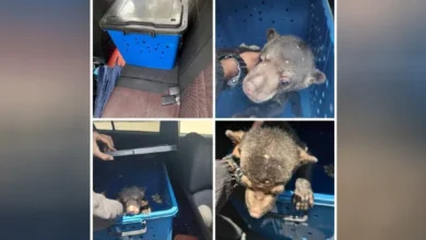 Lelaki ditahan, beruang matahari ditemui dalam kereta