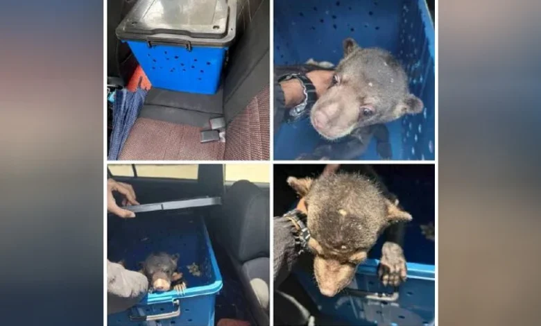 Lelaki ditahan, beruang matahari ditemui dalam kereta