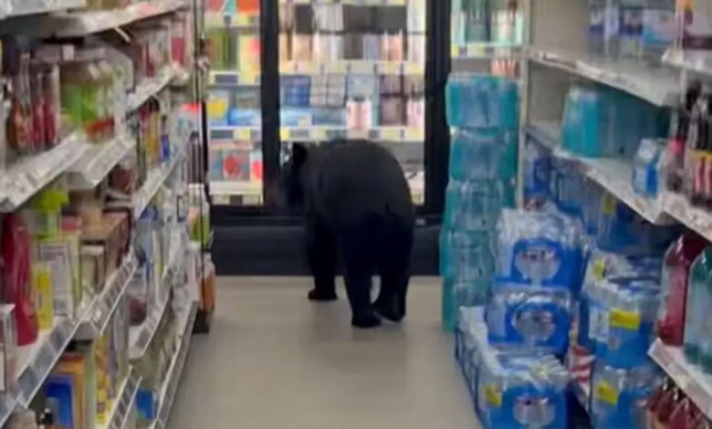 Beruang masuk kedai ditembak mati