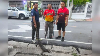 Pelanggan bertempiaran lihat biawak dalam restoran