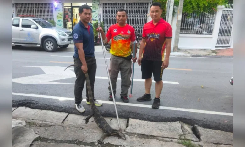 Pelanggan bertempiaran lihat biawak dalam restoran