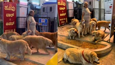 Wanita bawa 28 anjing bersiar-siar