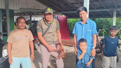 Ketakutan penduduk berakhir, suara merintih di hutan rupanya anak orang utan