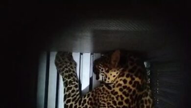 Penduduk ketakutan, harimau bintang lari dari zoo belum ditangkap