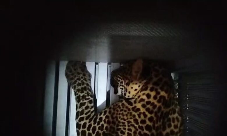 Penduduk ketakutan, harimau bintang lari dari zoo belum ditangkap
