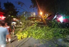 5 kenderaan dihempap pokok tumbang awal pagi