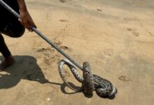 Pengunjung panik ular sawa muncul dari laut