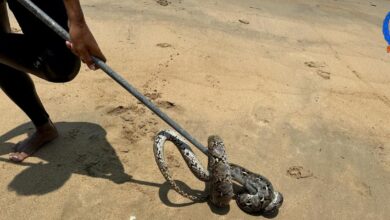 Pengunjung panik ular sawa muncul dari laut