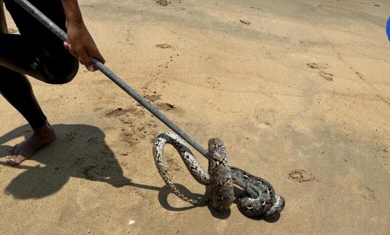 Pengunjung panik ular sawa muncul dari laut