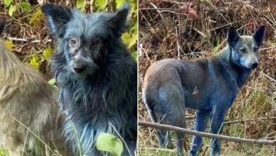 Anjing di tapak nuklear bertukar biru