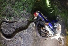 Remaja terjun motosikal elak 'King Cobra'