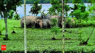 Harimau antara haiwan terlepas dari pusat perlindungan akibat banjir