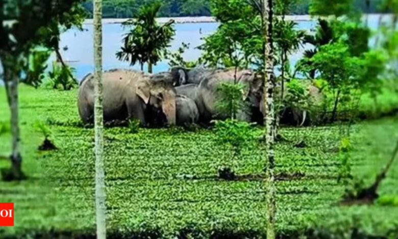 Harimau antara haiwan terlepas dari pusat perlindungan akibat banjir