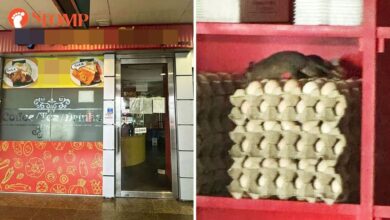Tikus besar merayap atas bekas telur