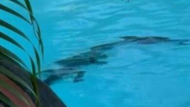Buaya ‘berendam’ dalam kolam hotel mewah