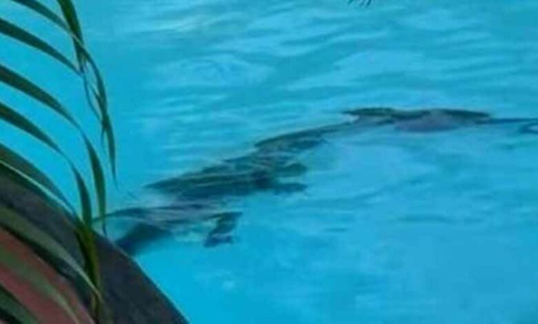 Buaya ‘berendam’ dalam kolam hotel mewah