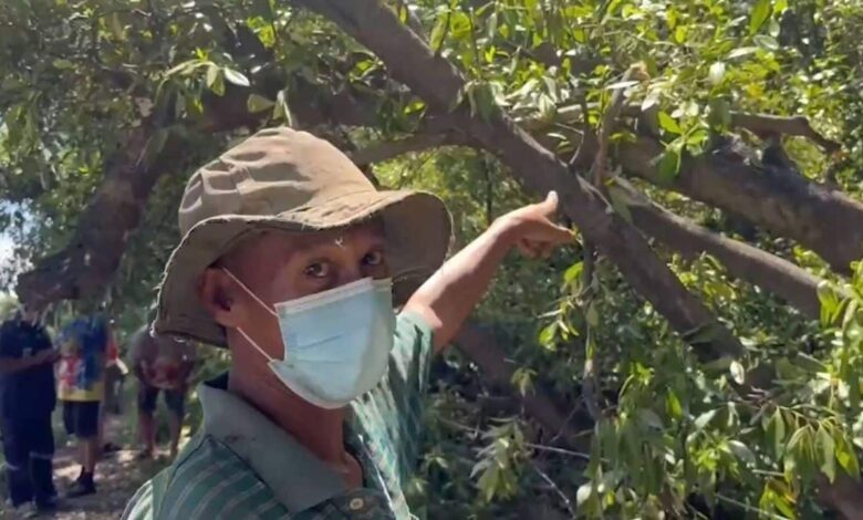 Lelaki mati digigit semut ketika pangkas pokok