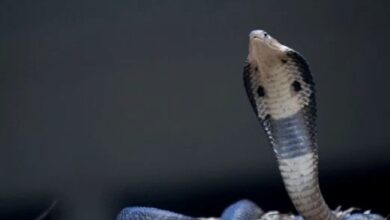 Nenek 93 tahun dipatuk ‘king cobra’ ketika baring atas katil