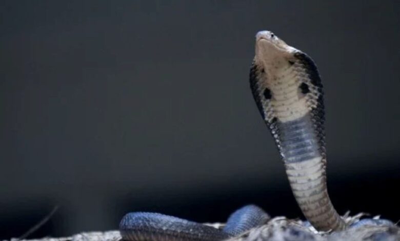 Nenek 93 tahun dipatuk ‘king cobra’ ketika baring atas katil