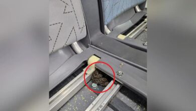 10 penumpang tukar bas selepas lihat ular berlingkar
