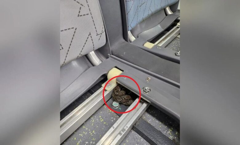 10 penumpang tukar bas selepas lihat ular berlingkar