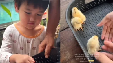 Telatah Afwa Mahu Bela Anak Ayam Sebagai Binatang Peliharaan [VIDEO]