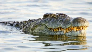 Pekerja ladang warga Indonesia maut disambar buaya di Niah